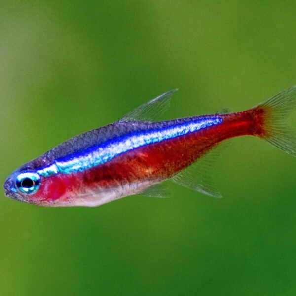 Cardinal Tetras