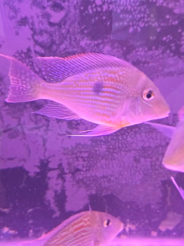 Geophagus Sveni - 10cm - Image 2