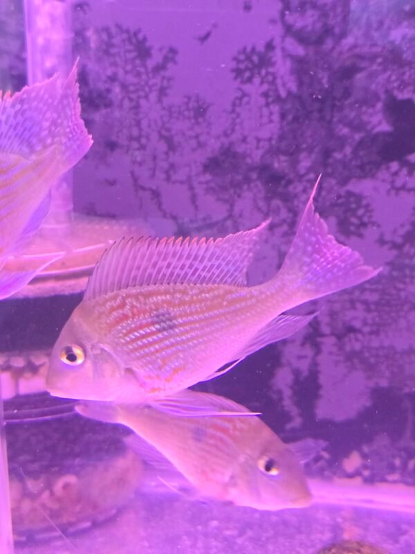 Geophagus Sveni - 10cm
