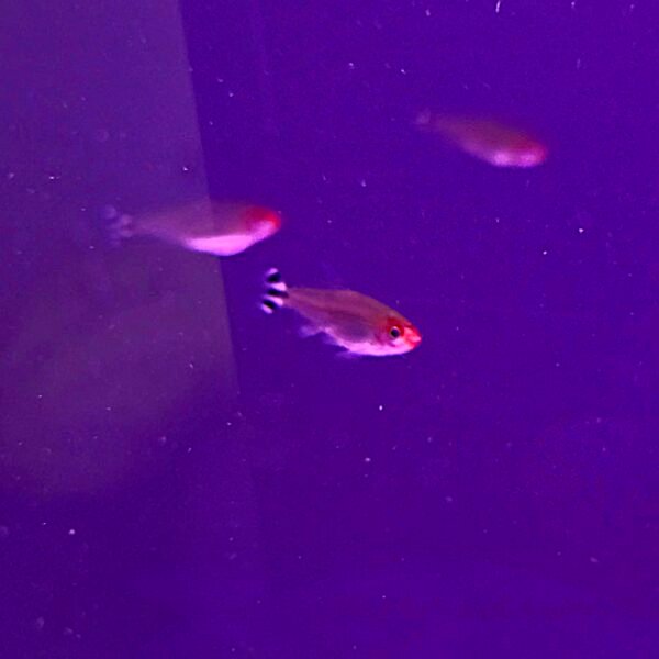 Rummynose Tetras – 4cm (10 Pack)