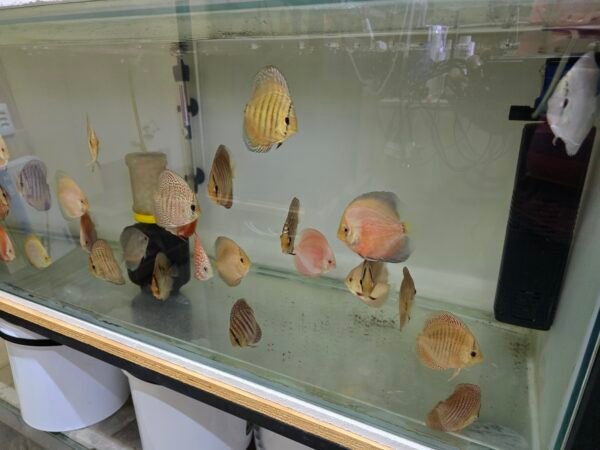 Assorted Discus 7–8 cm — 2 for R1000 (Pair Deal) - Image 7