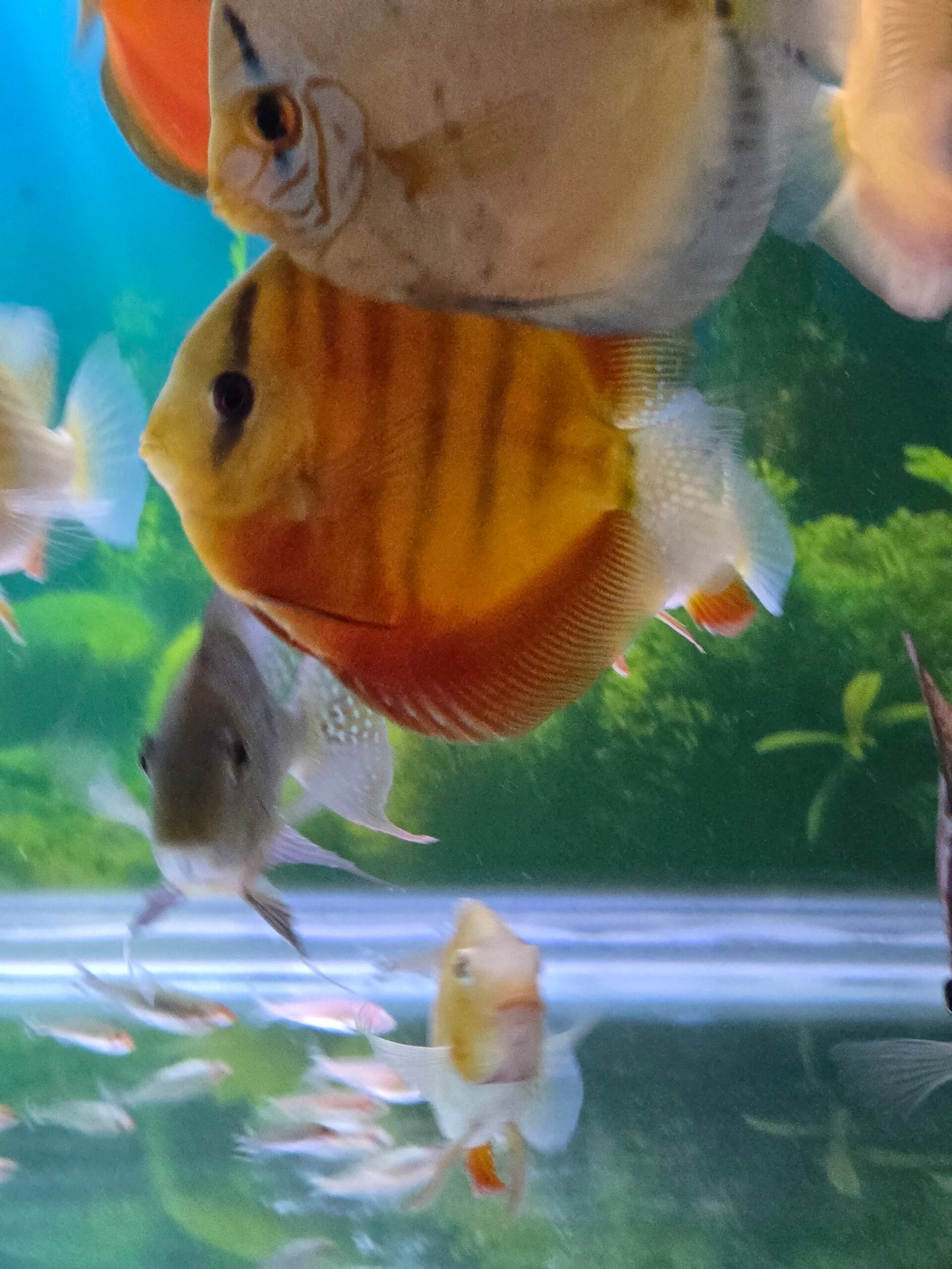 Red Cover Discus - 12cm - Image 2