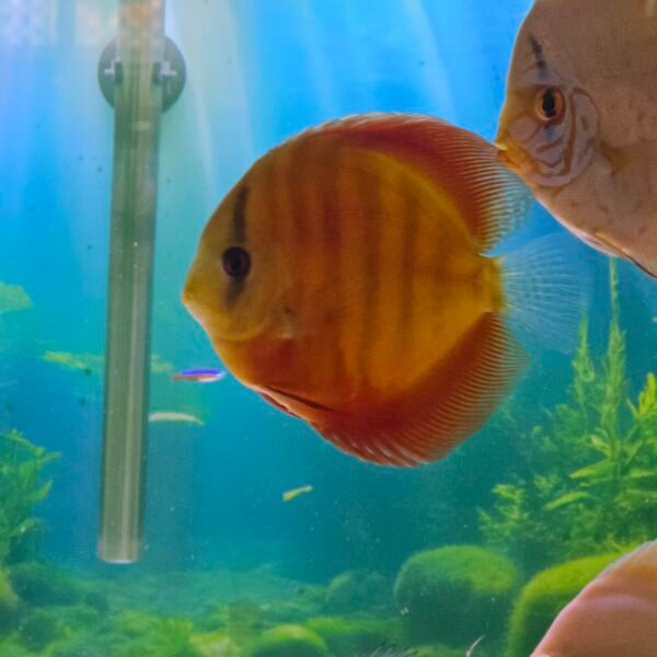 Red Cover Discus - 12cm