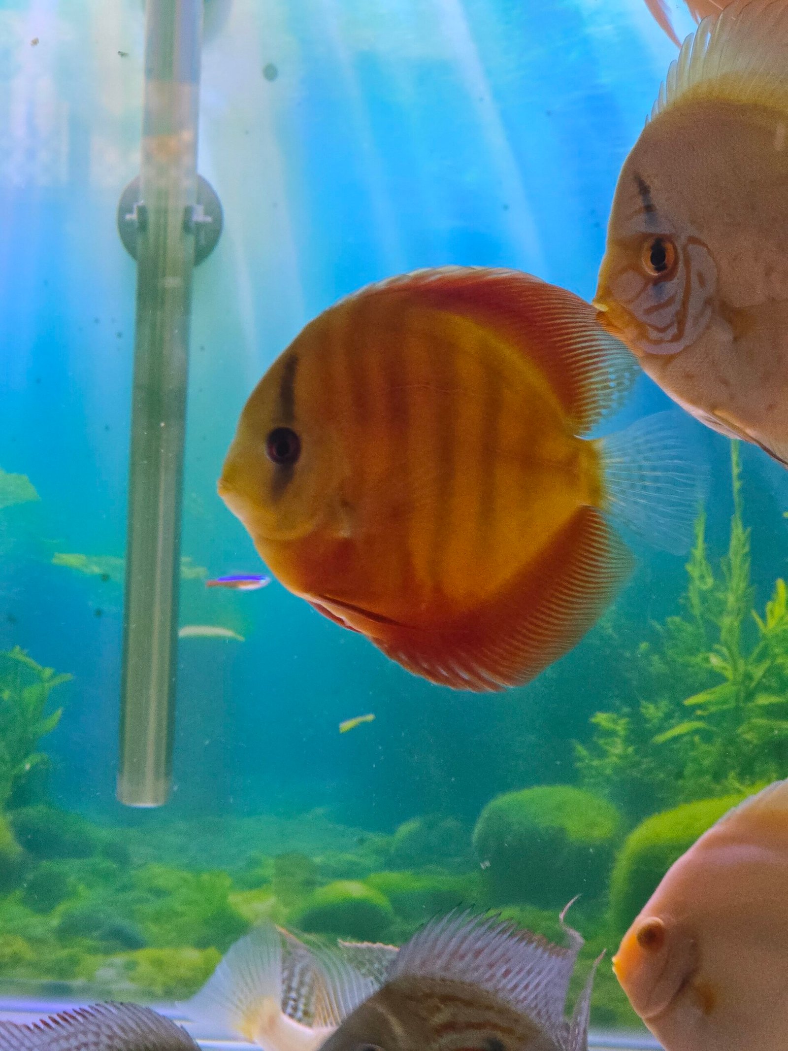 Red Cover Discus - 12cm