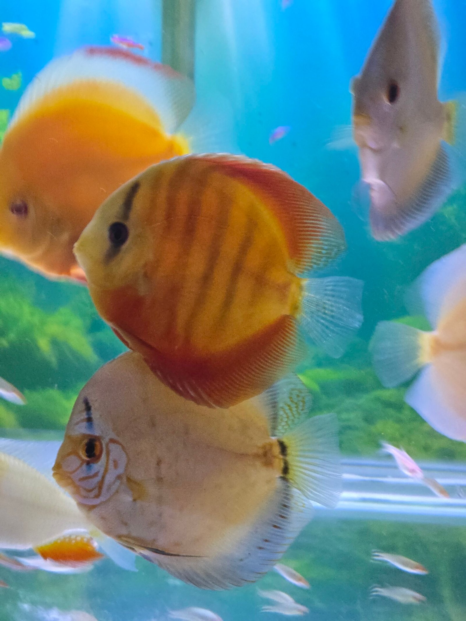 Red Cover Discus - 12cm - Image 3