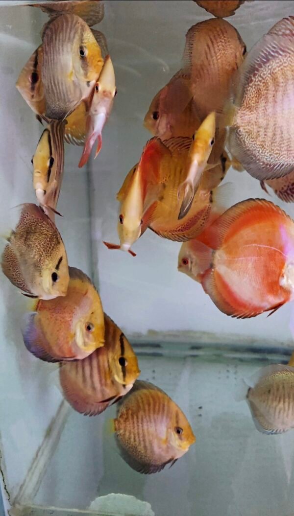 Assorted Discus 7–8 cm — 2 for R1000 (Pair Deal) - Image 4