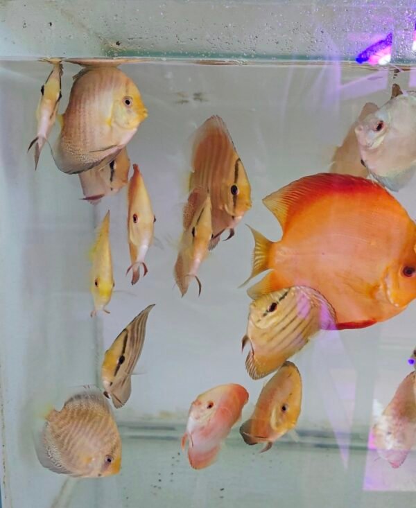 Assorted Discus 7–8 cm — 2 for R1000 (Pair Deal) - Image 5