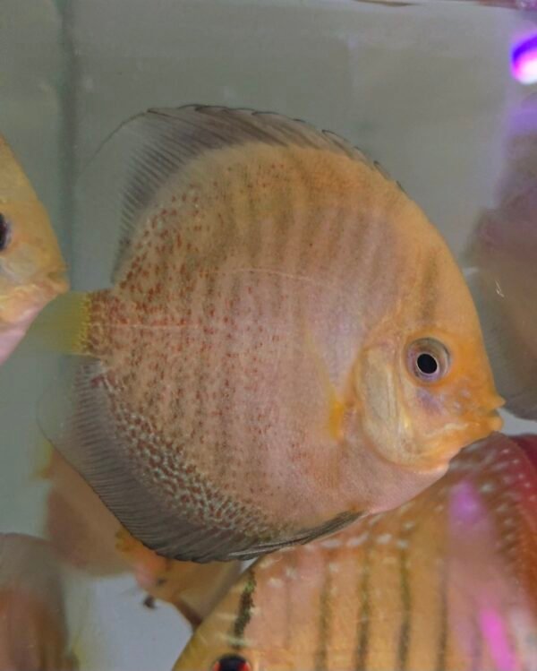 Assorted Discus 7–8 cm — 2 for R1000 (Pair Deal) - Image 3