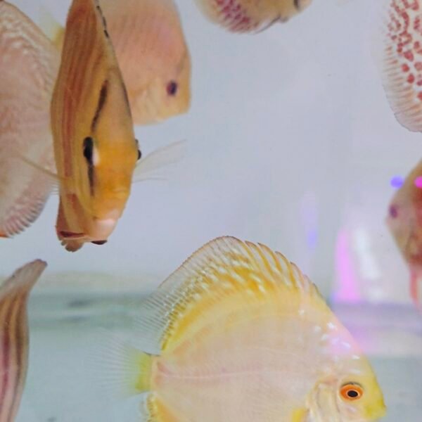 Assorted Discus 7–8 cm — 2 for R1000 (Pair Deal)