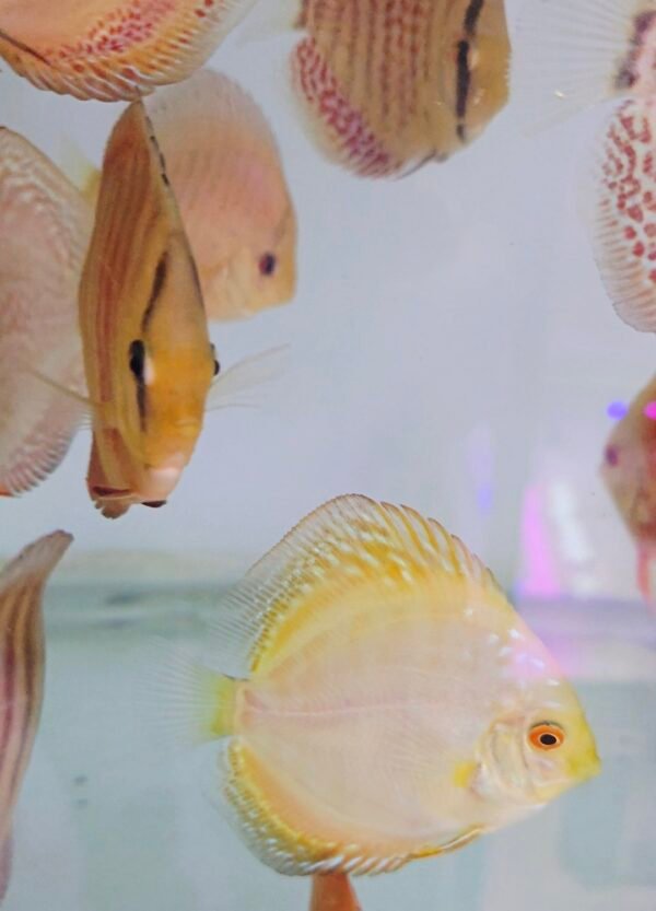 Assorted Discus 7–8 cm — 2 for R1000 (Pair Deal)