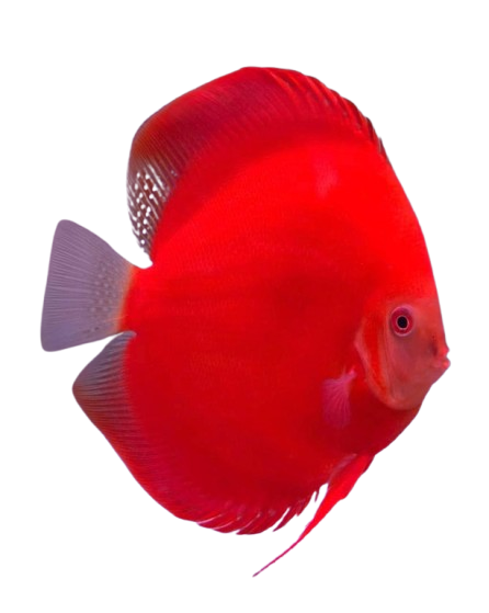 Discus Fish Durban