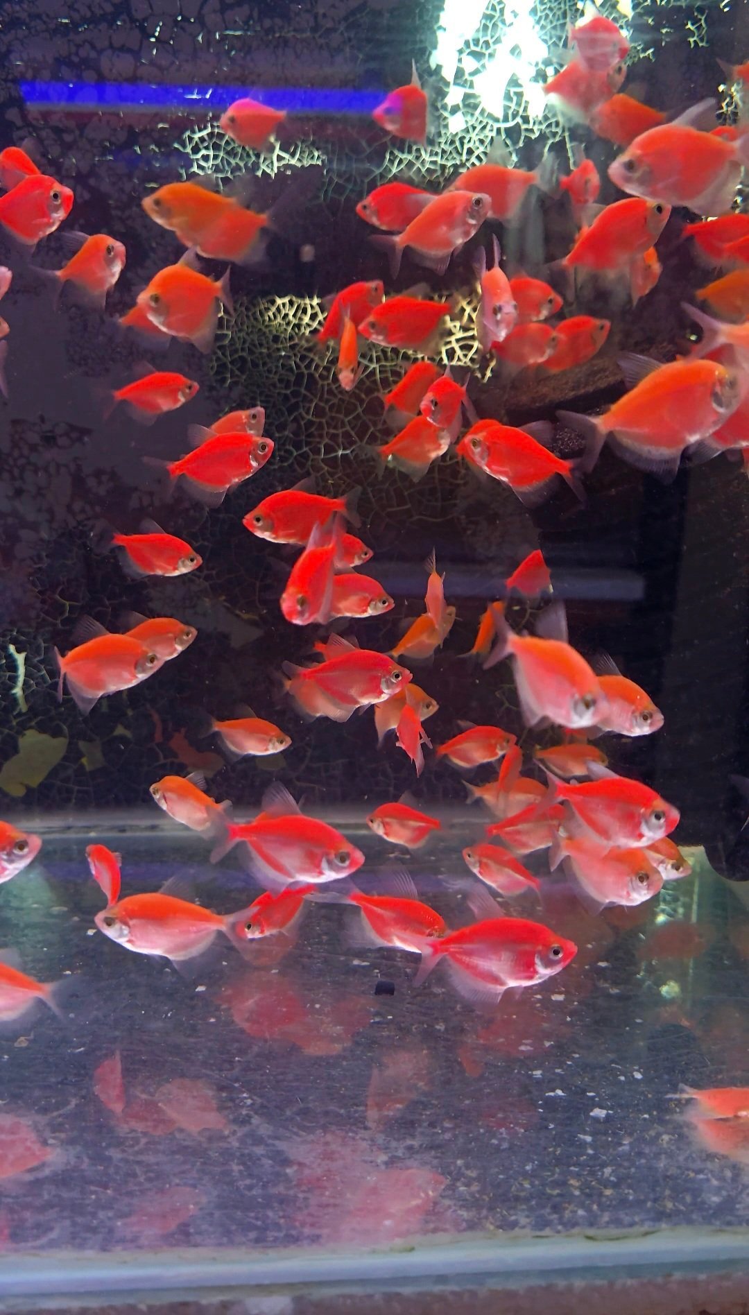 Discus fish