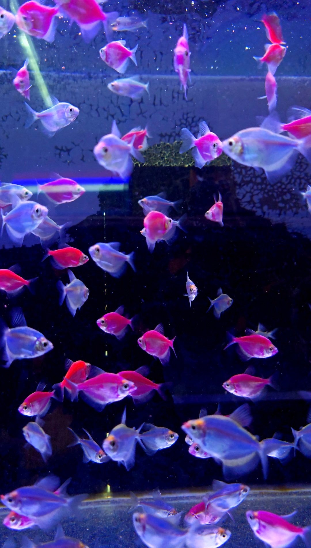 Discus fish