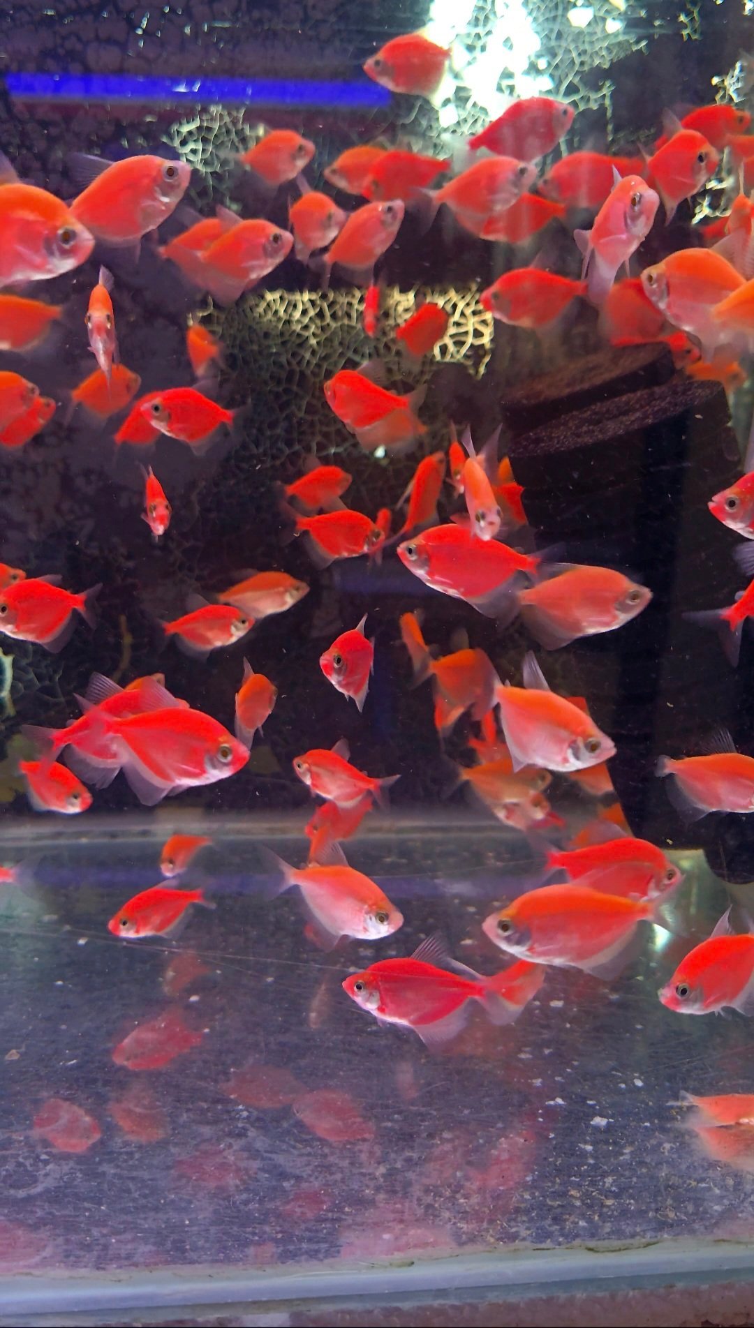 Discus fish