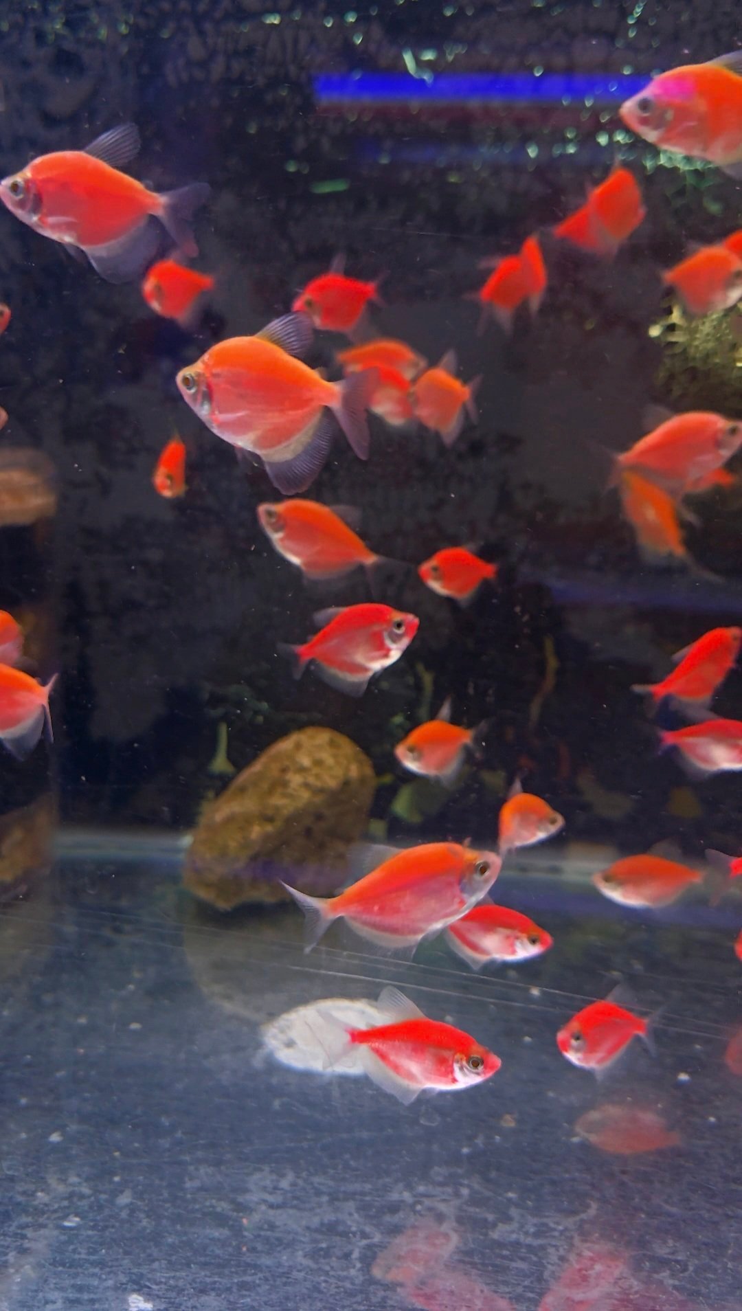 Discus fish