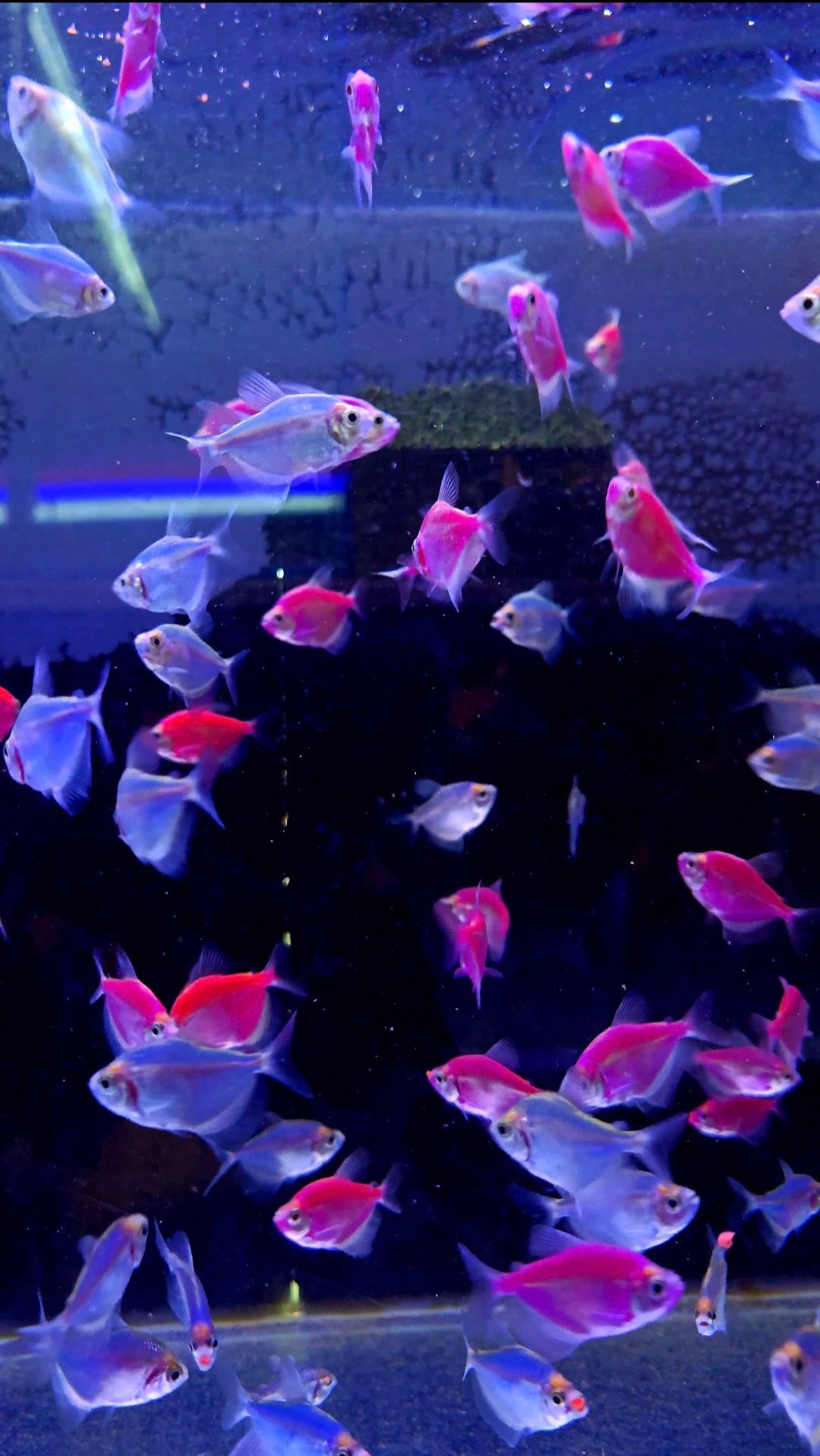 Discus fish