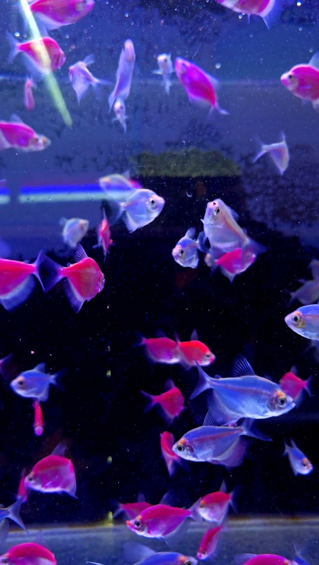 Discus fish